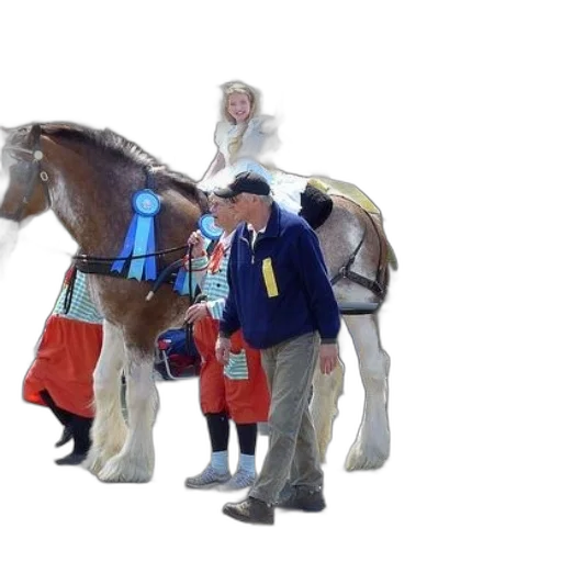 staff, jacket, animal, horse transparent PNG cut-out