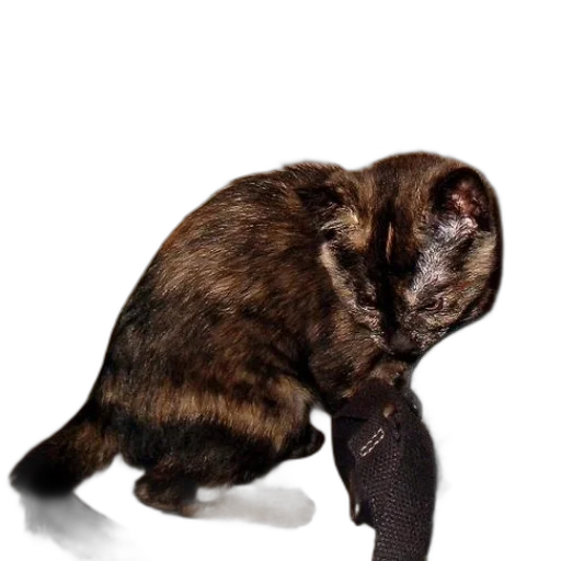 animal, creature, staff, shoes transparent PNG cut-out