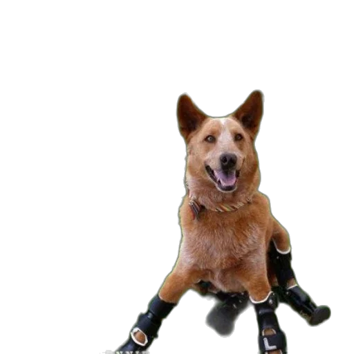 staff, animal, shoes, robot transparent PNG cut-out