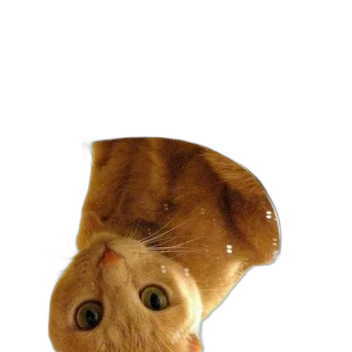 hat, animal, creature, umbrella transparent PNG cut-out