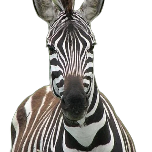 animal, creature, jewelry, staff transparent PNG cut-out
