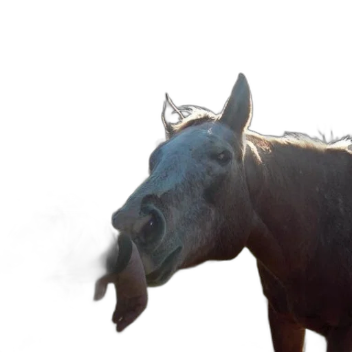 animal, creature, staff, dragon transparent PNG cut-out