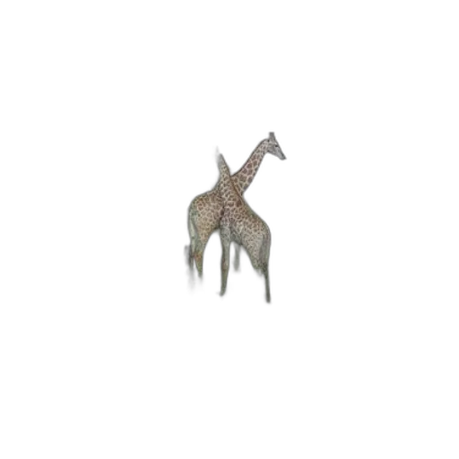 animal, creature, dragon, hat transparent PNG cut-out