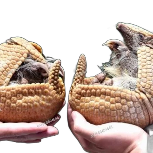 hat, food, animal, creature transparent PNG cut-out