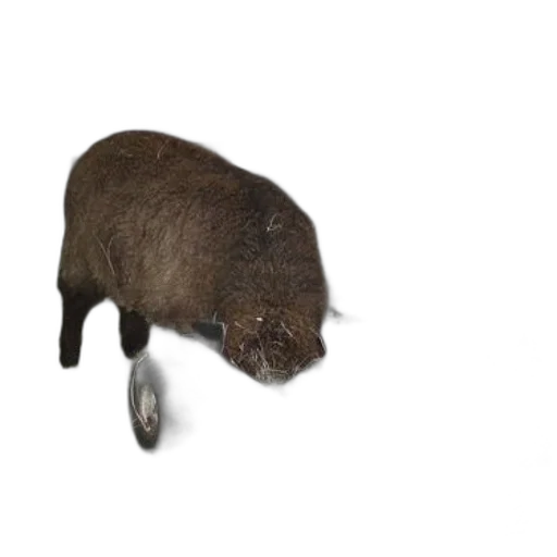 animal, creature, hat, hair transparent PNG cut-out