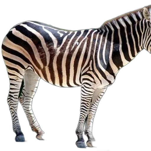animal, creature, furniture, weapon transparent PNG cut-out