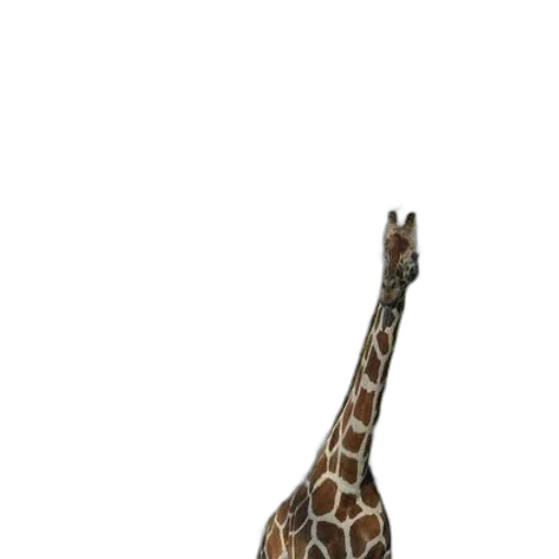 animal, creature, hat, staff transparent PNG cut-out