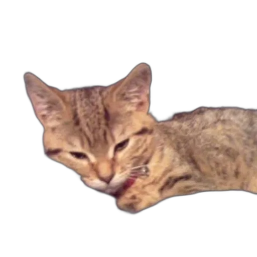 animal, creature, staff, face transparent PNG cut-out