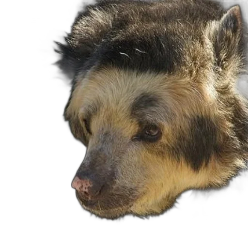 animal, face, creature, hair transparent PNG cut-out