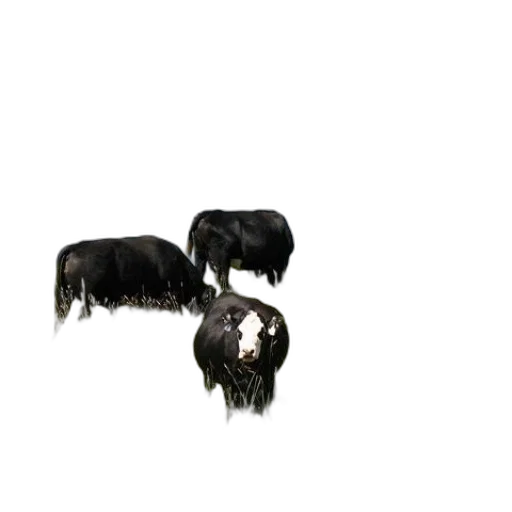 animal, hair, creature, crown transparent PNG cut-out