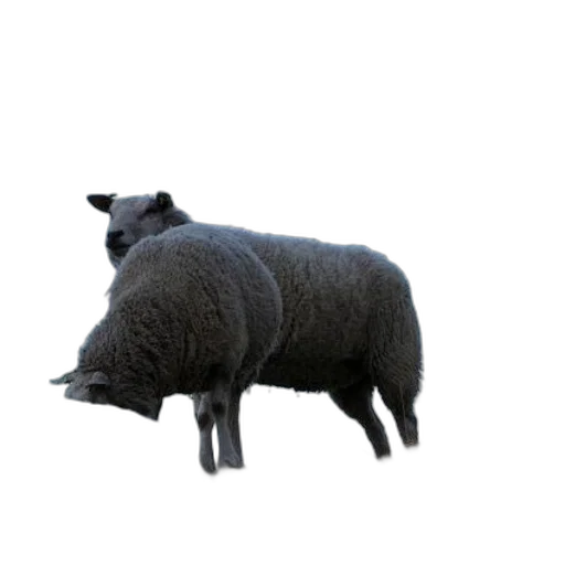 animal, creature, staff, food transparent PNG cut-out