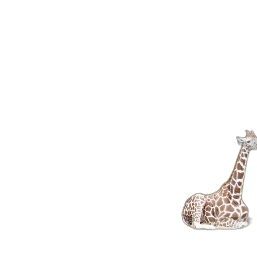 shoes, animal, jewelry, hat transparent PNG cut-out