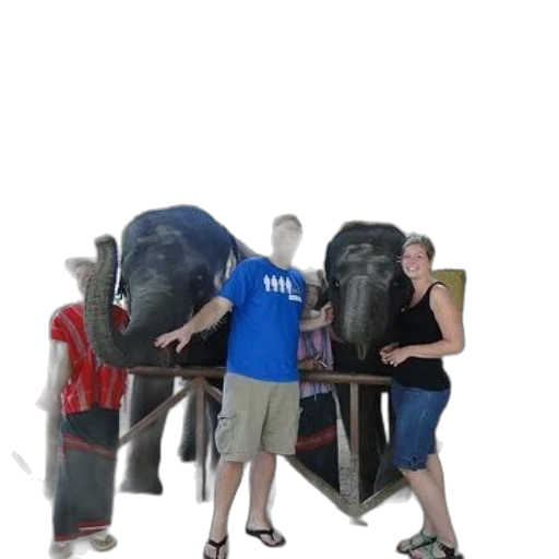 staff, animal, furniture, umbrella transparent PNG cut-out
