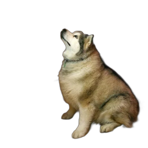 animal, creature, staff, food transparent PNG cut-out