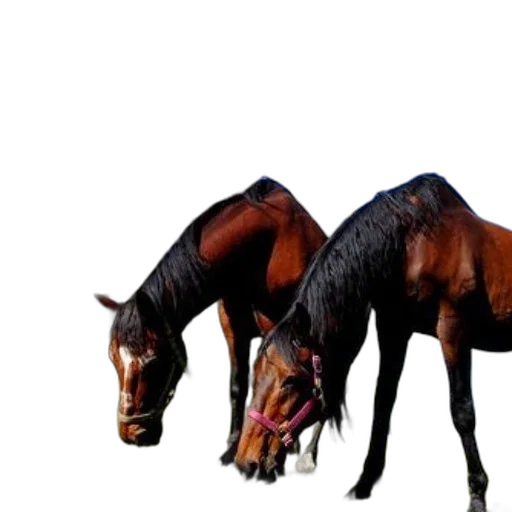 animal, creature, staff, hair transparent PNG cut-out