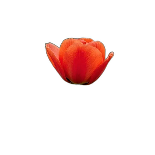 flower, food, crown, animal transparent PNG cut-out