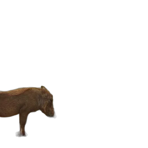 animal, creature, furniture, weapon transparent PNG cut-out