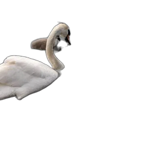 animal, creature, weapon, hair transparent PNG cut-out