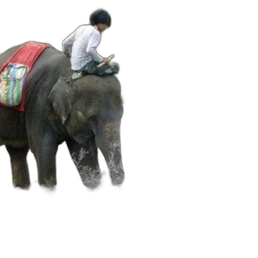 animal, creature, concept art, photorealistic transparent PNG cut-out
