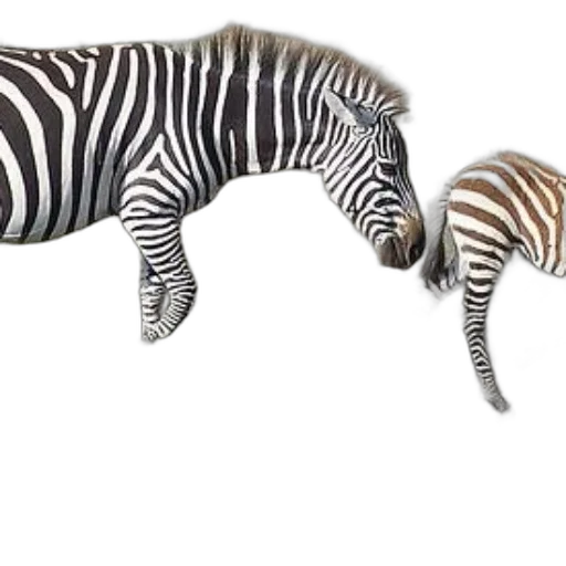 animal, jewelry, creature, furniture transparent PNG cut-out