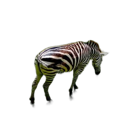 animal, creature, furniture, jewelry transparent PNG cut-out