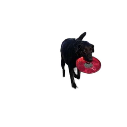food, animal, hat, creature transparent PNG cut-out