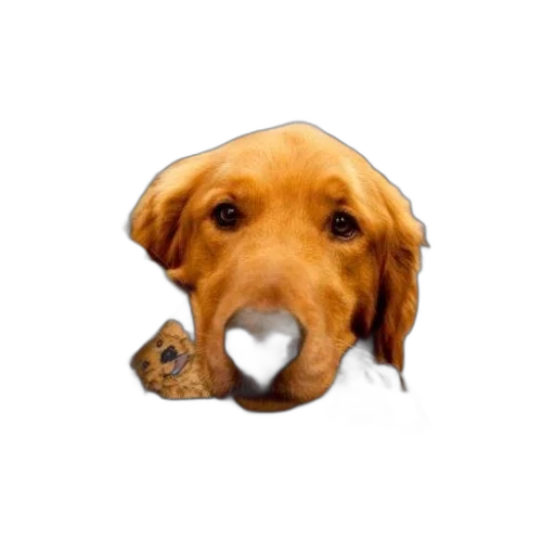 face, animal, mask, food transparent PNG cut-out