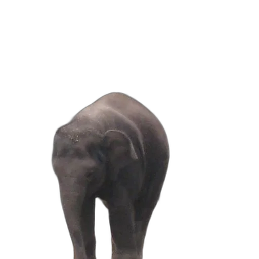 animal, creature, hat, staff transparent PNG cut-out