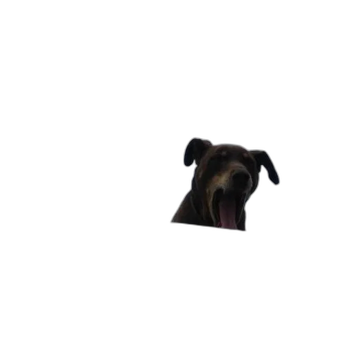 animal, creature, staff, face transparent PNG cut-out