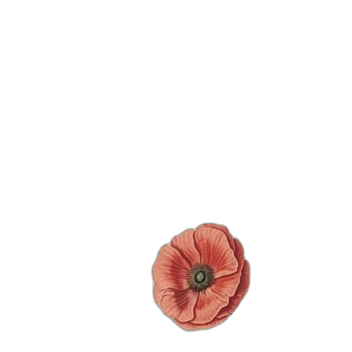 flower, crown, food, hat transparent PNG cut-out