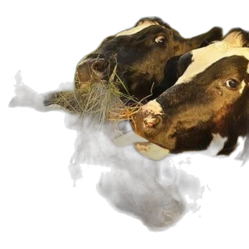 animal, food, mask, photorealistic transparent PNG cut-out