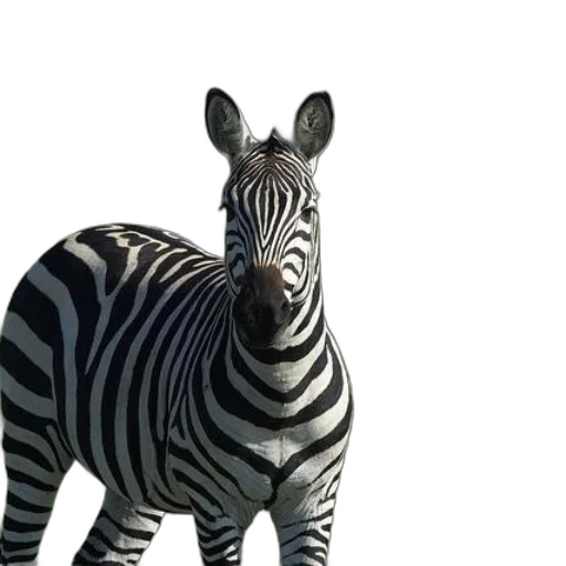 animal, creature, jewelry, robot transparent PNG cut-out
