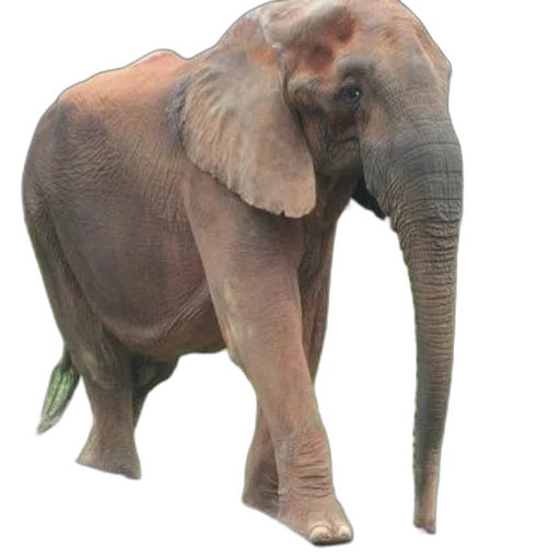 animal, creature, staff, weapon transparent PNG cut-out