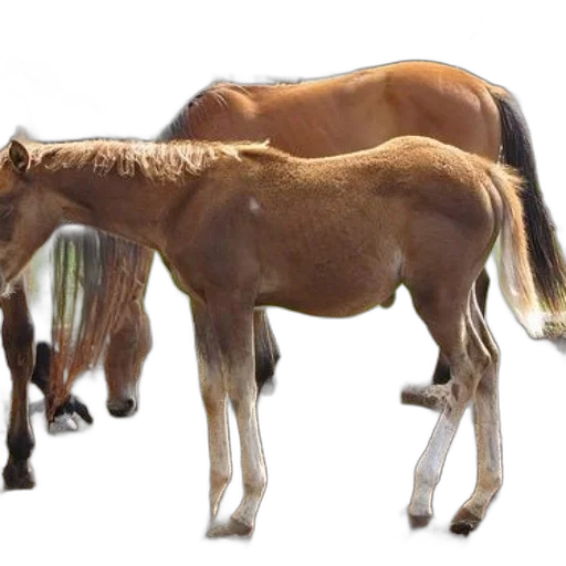 animal, hair, staff, creature transparent PNG cut-out