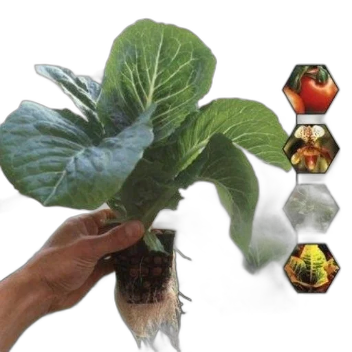food, photorealistic, cover, hydroponics transparent PNG cut-out