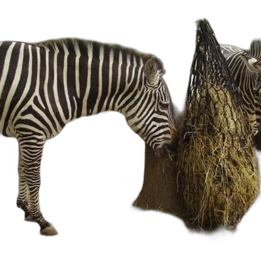 animal, creature, 3d render, concept art transparent PNG cut-out