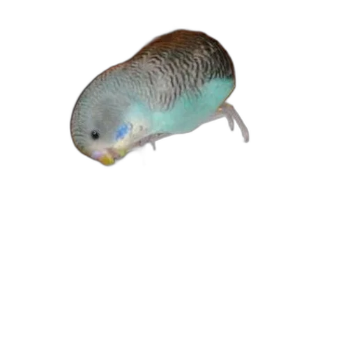 animal, creature, hat, food transparent PNG cut-out