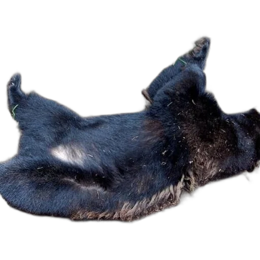 animal, hair, staff, creature transparent PNG cut-out