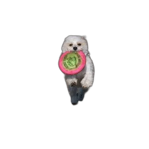 staff, food, animal, jewelry transparent PNG cut-out