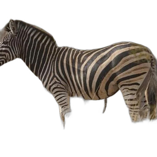 animal, creature, furniture, staff transparent PNG cut-out