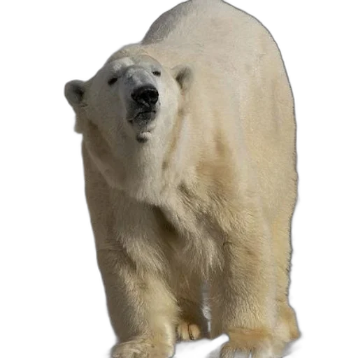 animal, creature, face, staff transparent PNG cut-out