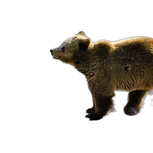 animal, creature, 3d render, photorealistic transparent PNG cut-out