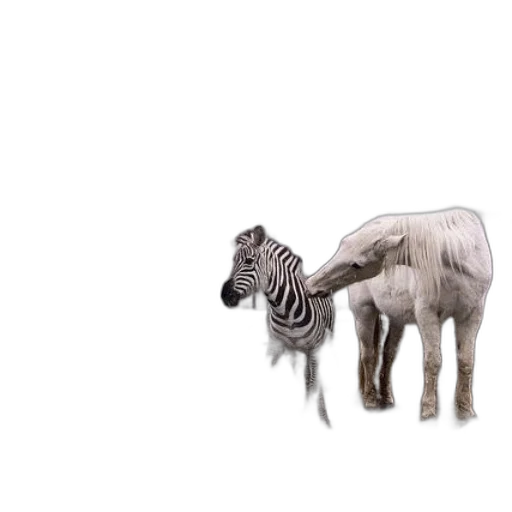 animal, creature, weapon, hair transparent PNG cut-out