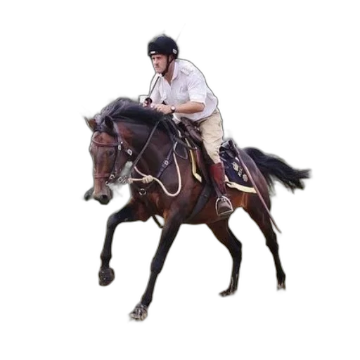 animal, staff, jacket, creature transparent PNG cut-out