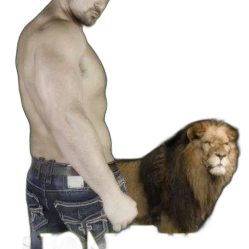 animal, creature, hair, furniture transparent PNG cut-out