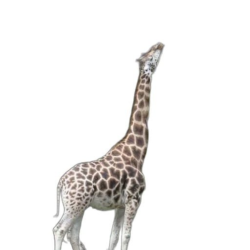 animal, creature, staff, umbrella transparent PNG cut-out