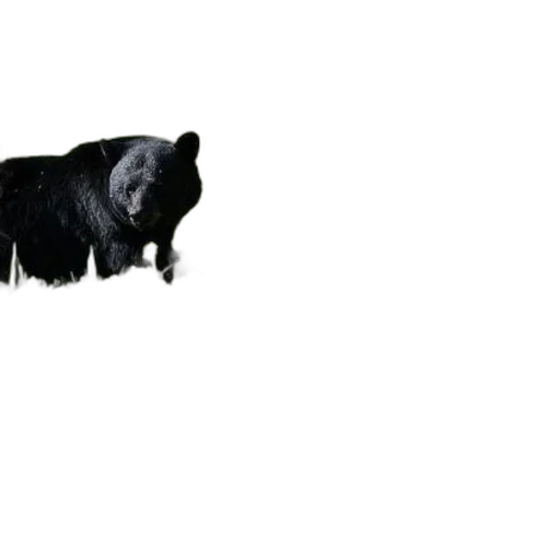 animal, creature, hair, weapon transparent PNG cut-out