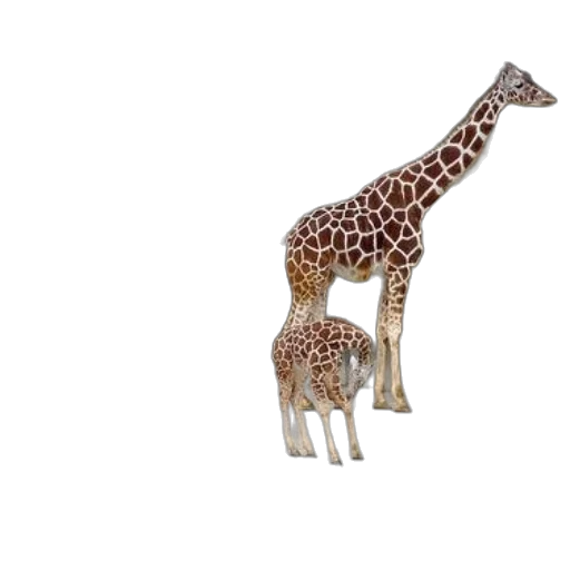 animal, creature, furniture, jewelry transparent PNG cut-out