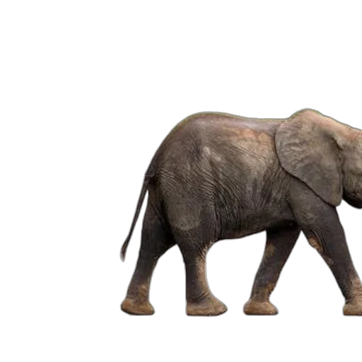animal, creature, weapon, concept art transparent PNG cut-out