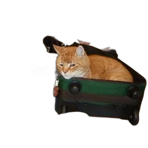 animal, staff, car, weapon transparent PNG cut-out